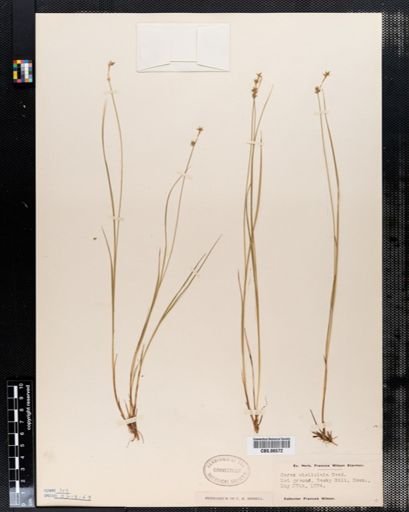 Carex stellulata