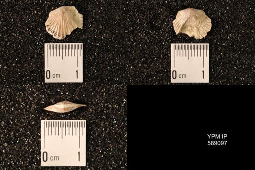 Dinorthis subquadrata