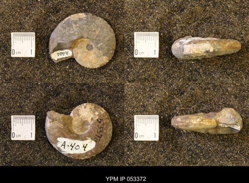 Discoscaphites conradi