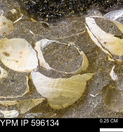 Limopsis striatopunctatus