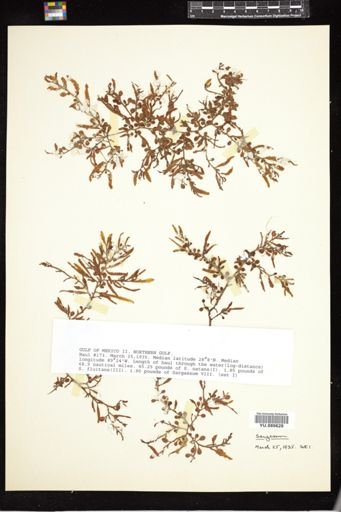 Sargassum
