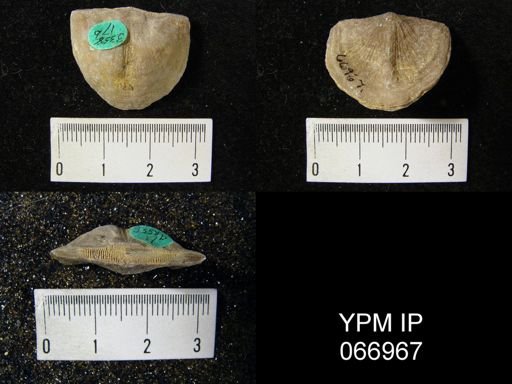 Strophonella reversa