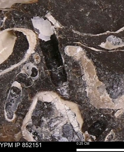 undet. Scaphopoda