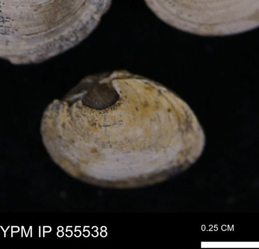 Limopsis striatopunctatus