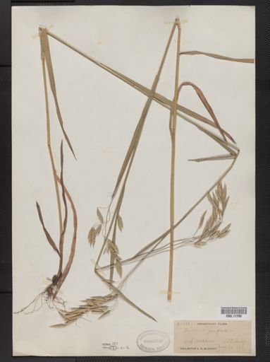 Bromus purgans