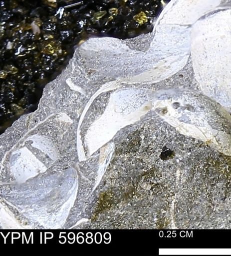 undet. Bivalvia