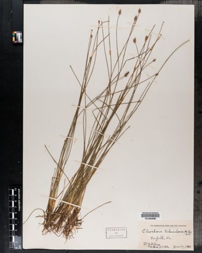 Eleocharis tuberculosa