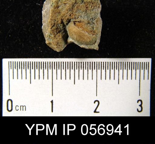 Nucleospira ventricosa