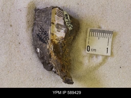 undet. Scaphitidae