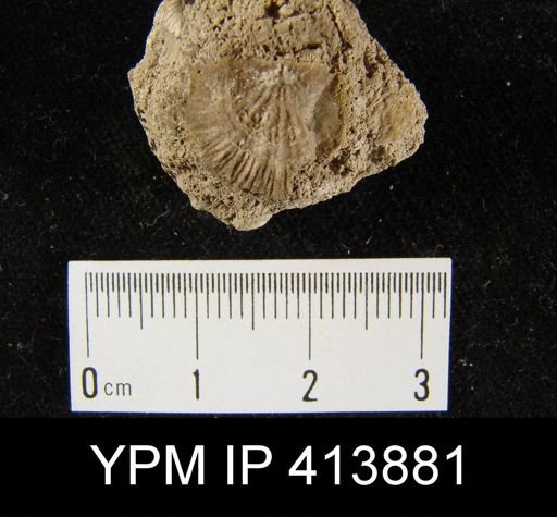 Strophodonta sp.