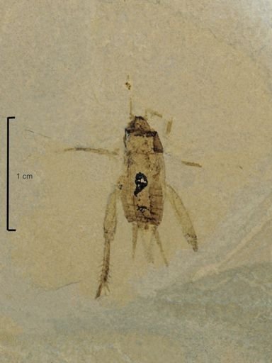 undet. Gryllidae