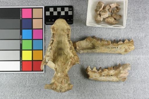 Hyaenodon (Neohyaenodon) horridus