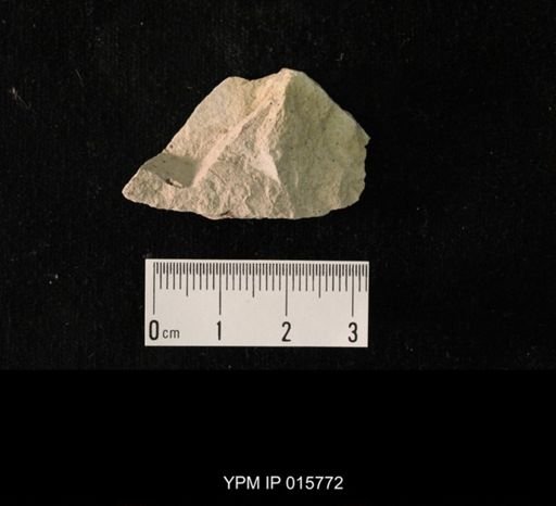 Probnis speciosa