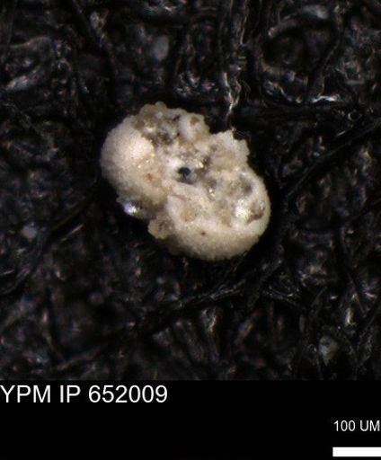 undet. Foraminiferida