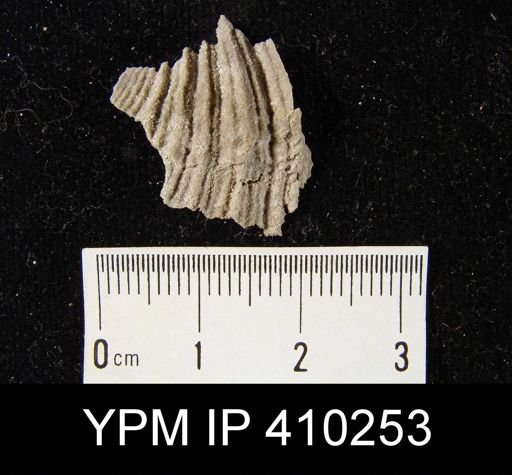 Neospirifer sp.