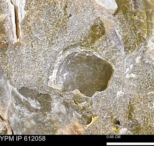 undet. Bivalvia