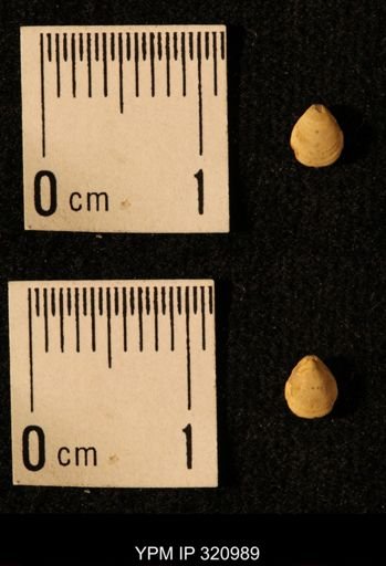 Dielasma elongatum