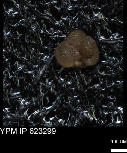 undet. Foraminiferida