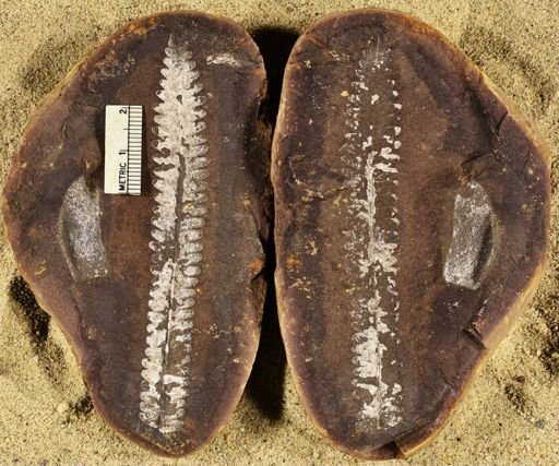 Pecopteris sp.