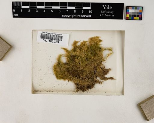 Plantae