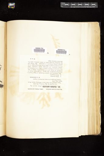 Odonthalia semicostata
