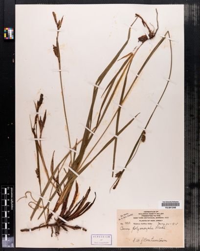 Carex polymorpha
