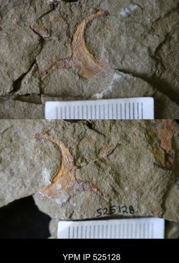 Cothurnocystis sp.