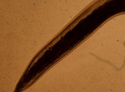 Ancylostoma caninum