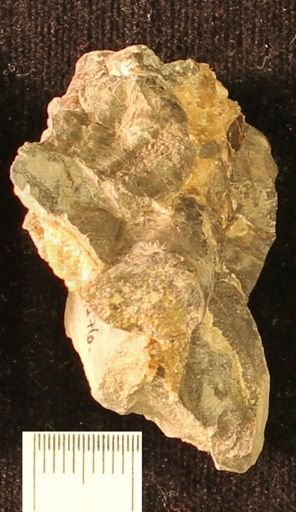 Baculites
