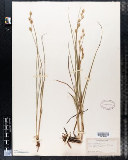 Carex silicea