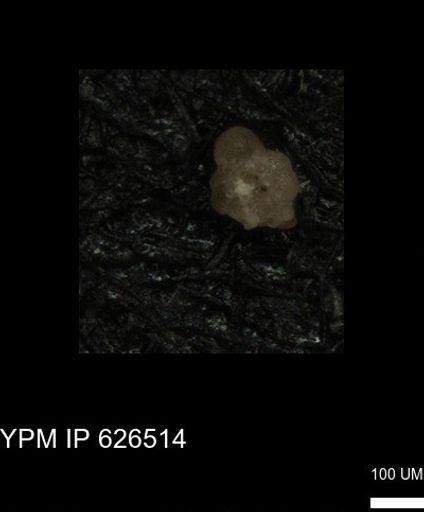 undet. Foraminiferida