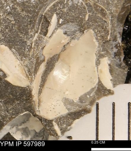 Protocardia?
