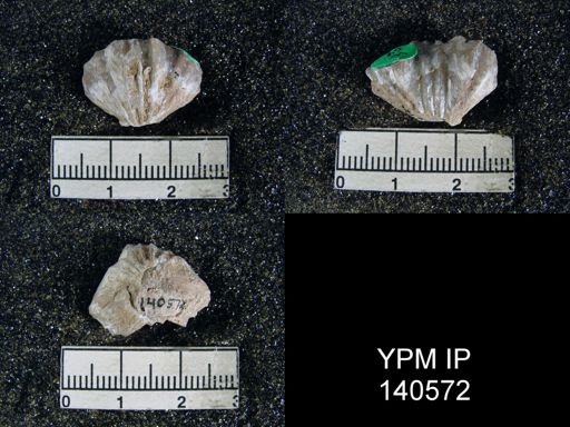 Camerophoria purdoni