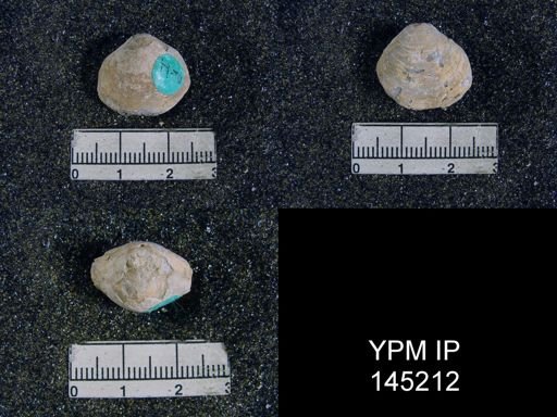 Athyris capillata