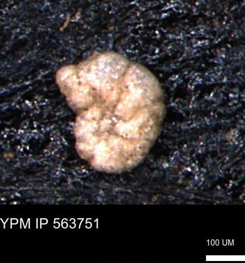 Alveolophragmium linki