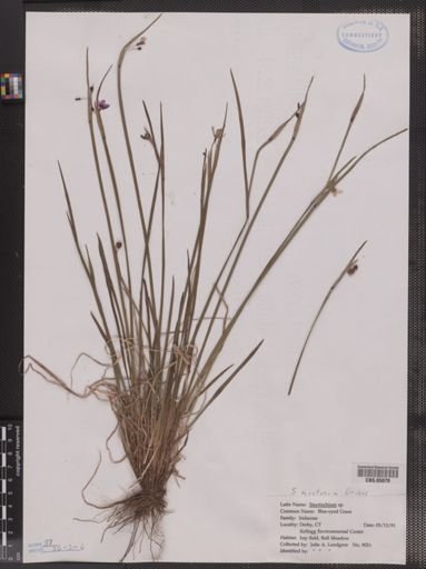 Sisyrinchium montanum