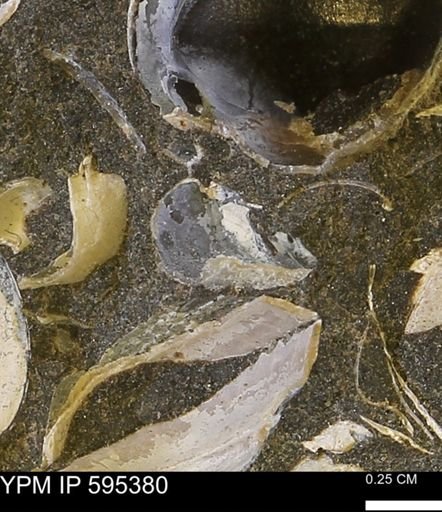 Protocardia sp.