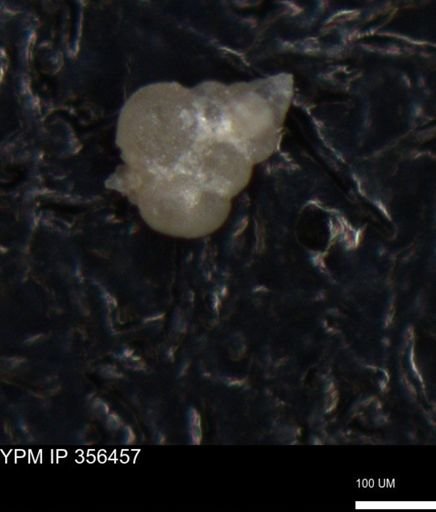 undet. Foraminiferida