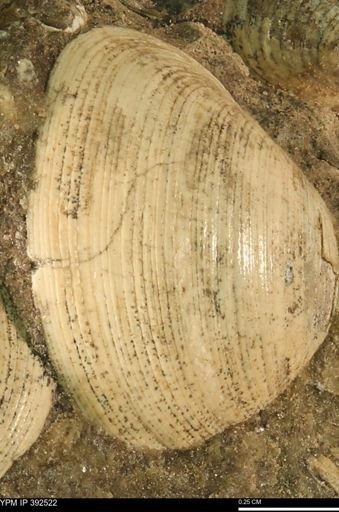 Limopsis striatopunctatus