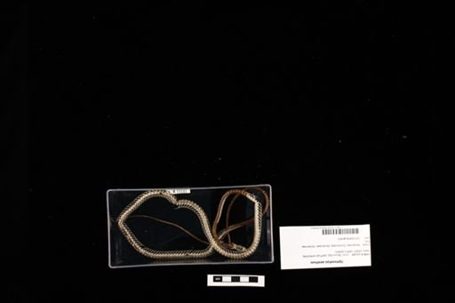Opheodrys aestivus