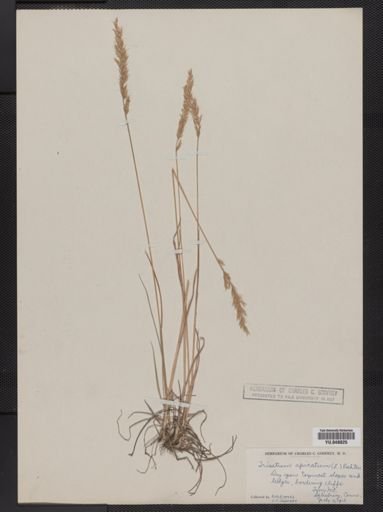 Trisetum pensylvanicum