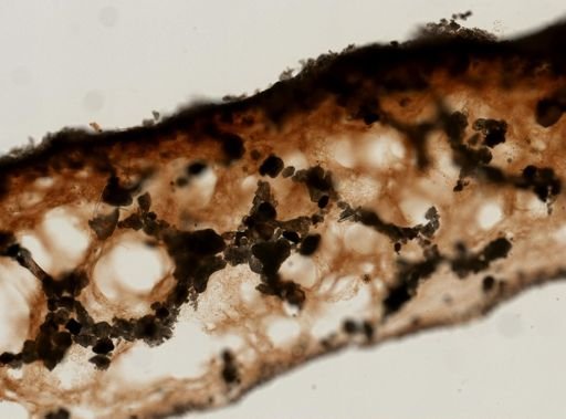 Lamellodysidea herbacea