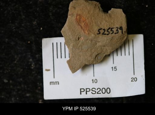 undet. Synziphosurina