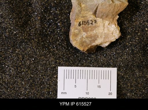 Inoceramus sp.