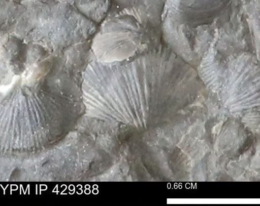 Devonochonetes scitulus