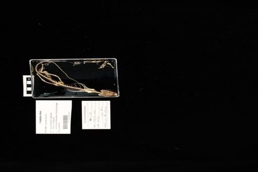Crotaphytus collaris