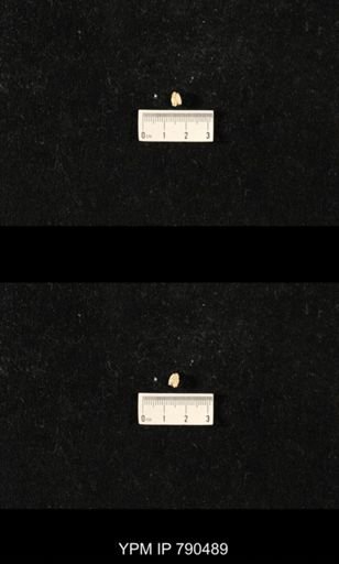taxon undetermined