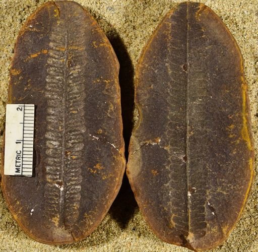 Pecopteris