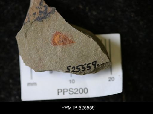 undet. Synziphosurina