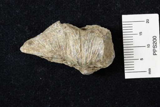 Neospirifer kansasensis